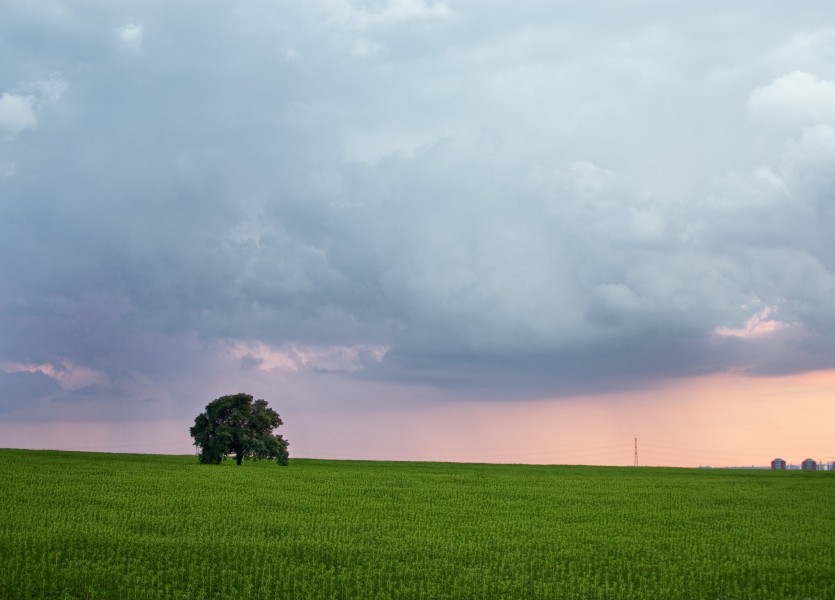 Arbol Solitario